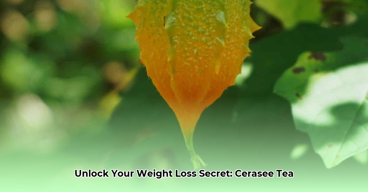 cerasee-tea-weight-loss